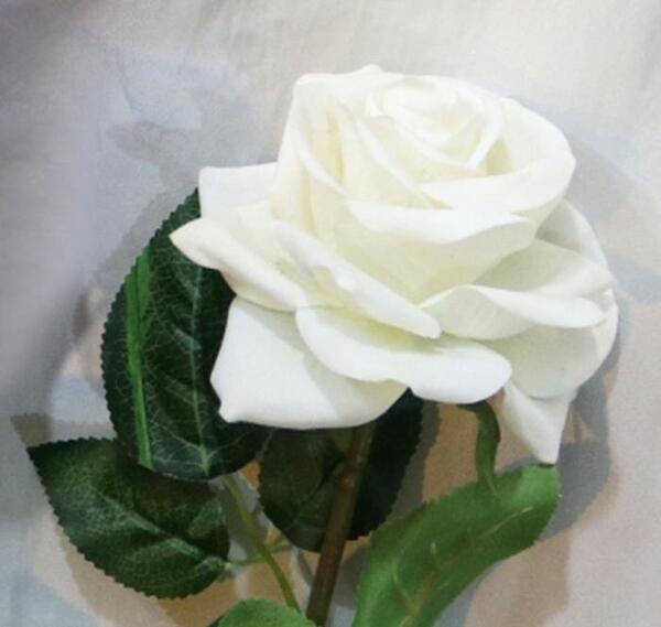عکس ریشه گل رز