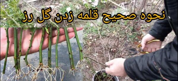 عکس ریشه گل رز