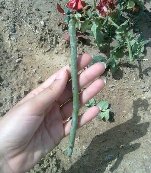 عکس ریشه گل رز