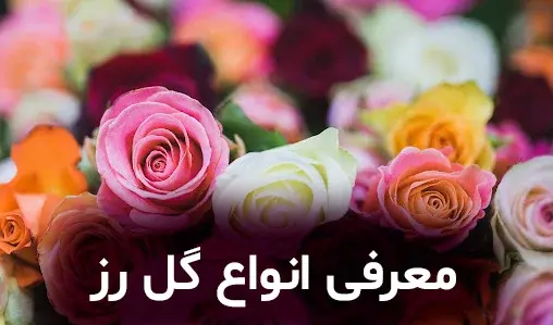 عکس ریشه گل رز