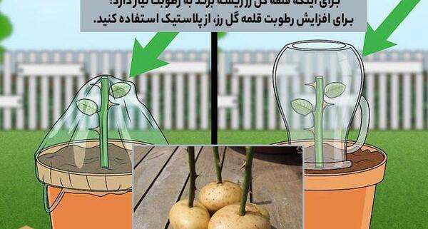 عکس ریشه گل رز