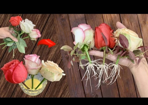 عکس ریشه گل رز