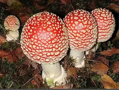 عکس قارچ ریشه ای