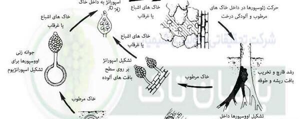 عکس قارچ ریشه ای