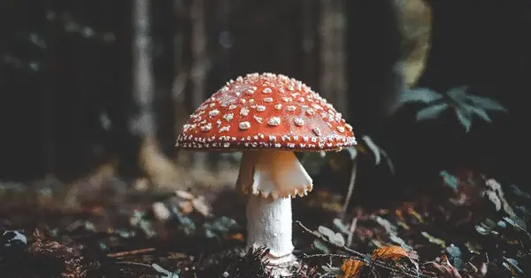 عکس قارچ ریشه ای
