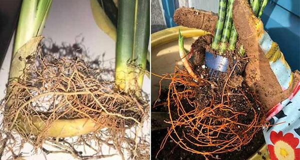 عکس قارچ ریشه ای