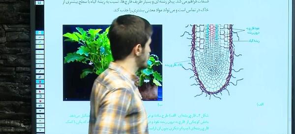 عکس قارچ ریشه ای