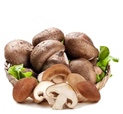 عکس قارچ ریشی