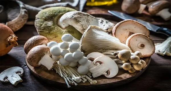 عکس قارچ ریشی