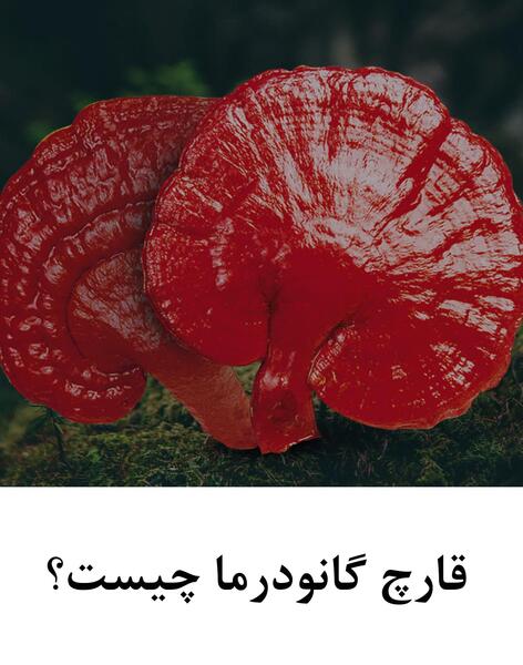 عکس قارچ ریشی