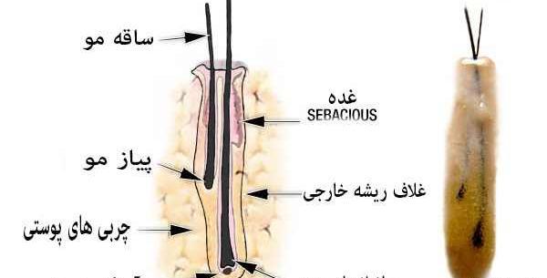 عکس ریشه مو