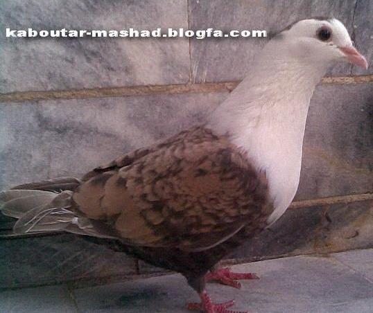 عکس کبوتر ریش زرد
