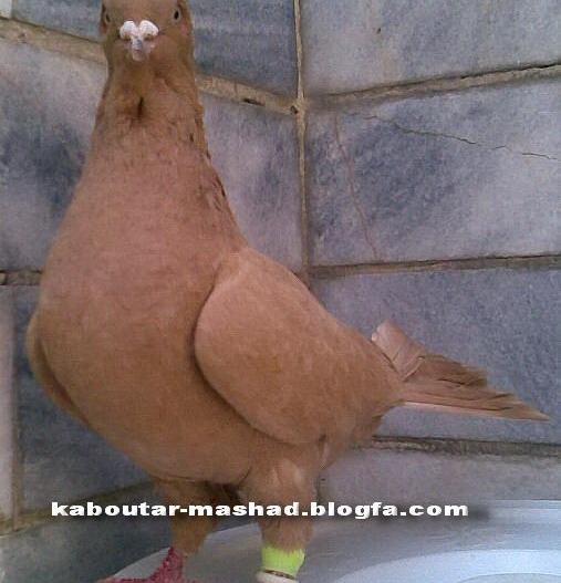 عکس کبوتر ریش زرد