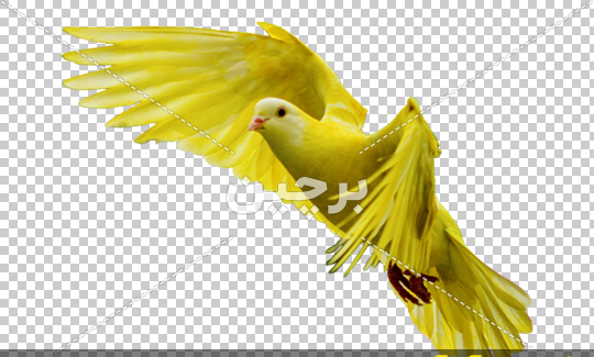 عکس کبوتر ریش زرد