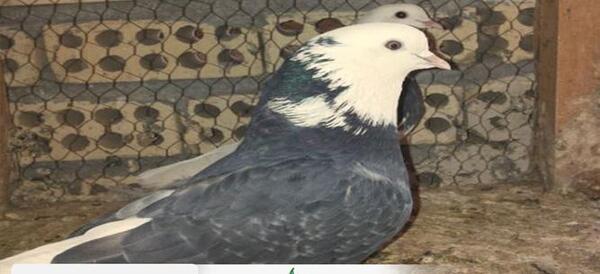 عکس کبوتر ریش زرد
