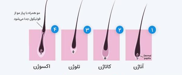 عکس ریزش مو از ریشه