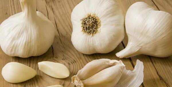 گوجه فرنگي عکس ریشه میخچه پا