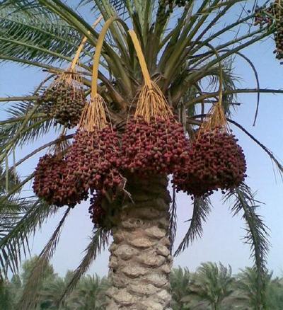 عکس ریشه درخت خرما