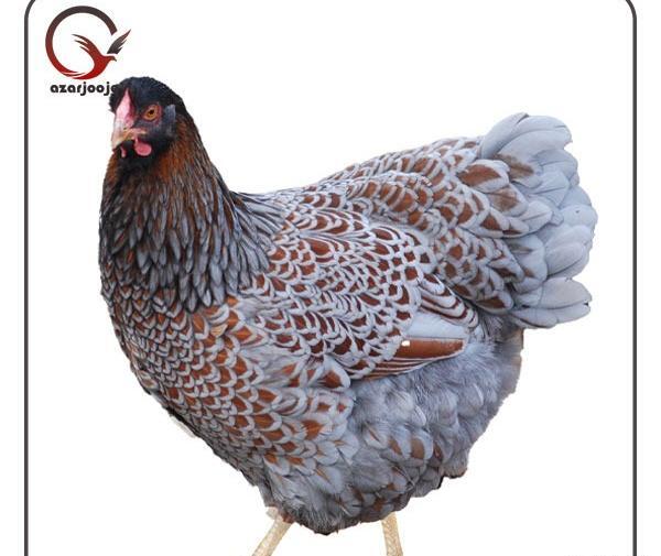 عکس پرنده ریش دار