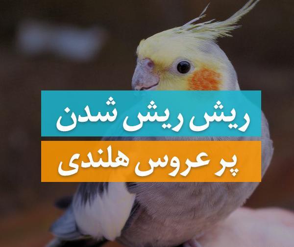 عکس پرنده ریش دار