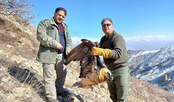 عکس پرنده ریش دار
