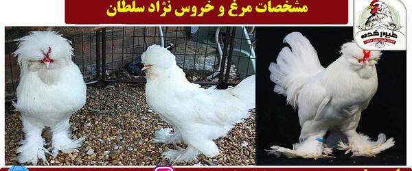 عکس پرنده ریش دار
