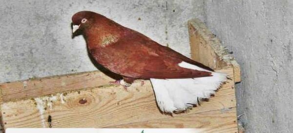 عکس پرنده ریش دار