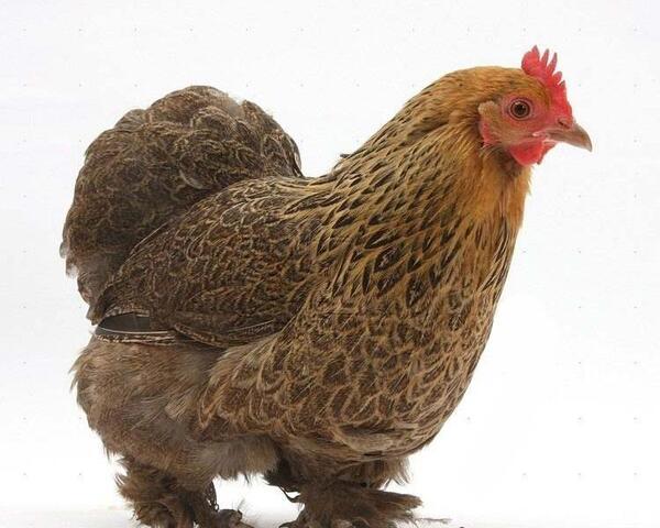 عکس پرنده ریش دار
