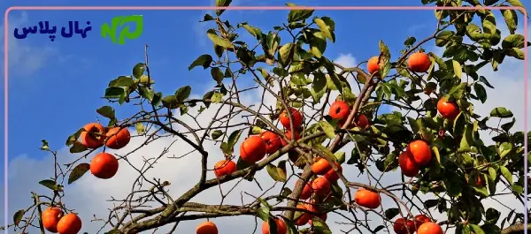عکس ریشه درخت خرمالو