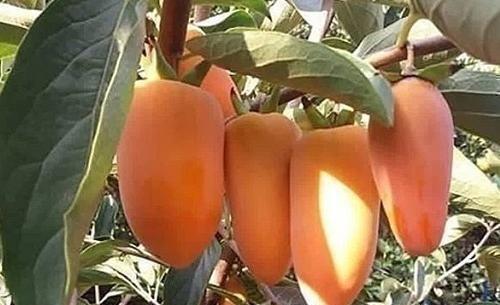 عکس ریشه درخت خرمالو