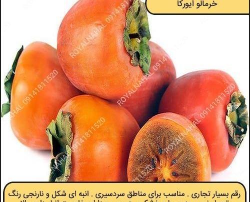 عکس ریشه درخت خرمالو