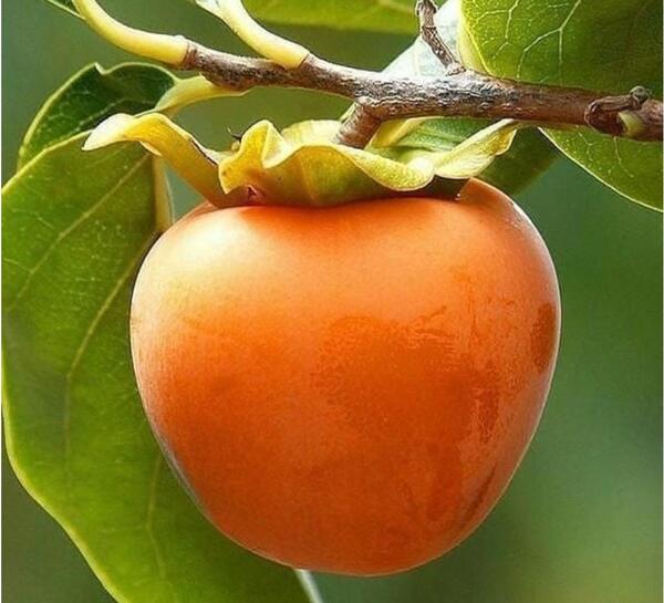 عکس ریشه درخت خرمالو