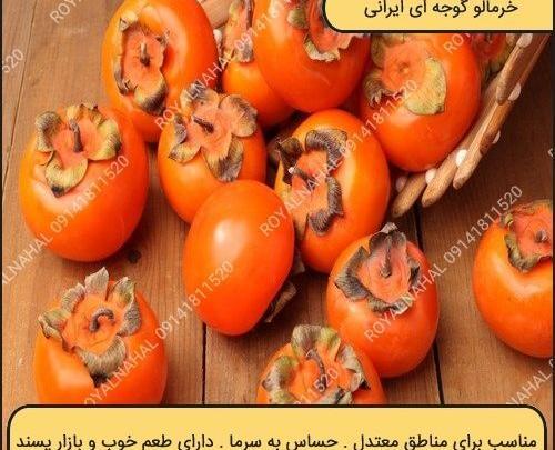 عکس ریشه درخت خرمالو