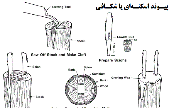 عکس ریشه درخت خرمالو