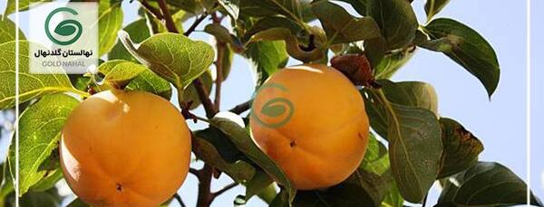 عکس ریشه درخت خرمالو
