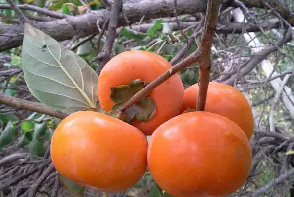 عکس ریشه درخت خرمالو