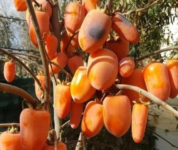 عکس ریشه درخت خرمالو