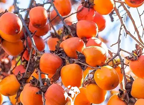 عکس ریشه درخت خرمالو