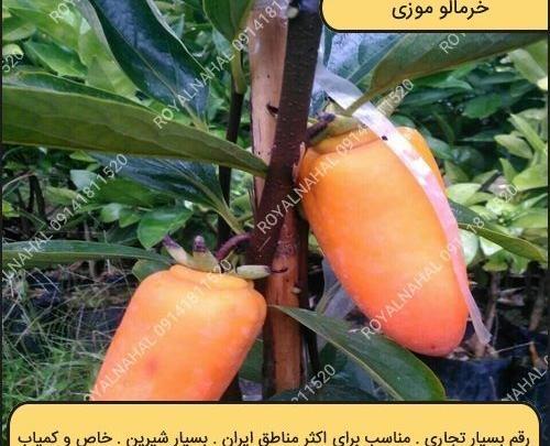 عکس ریشه درخت خرمالو