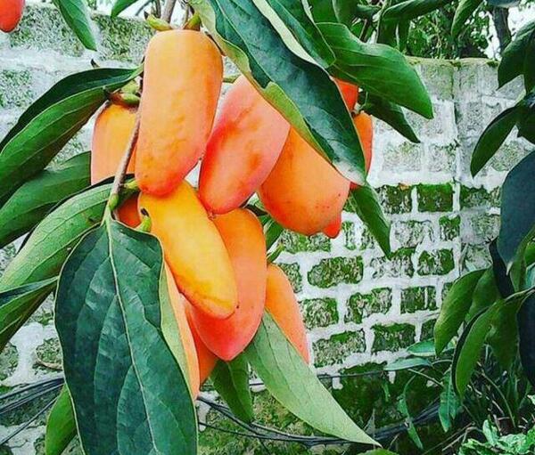 عکس ریشه درخت خرمالو