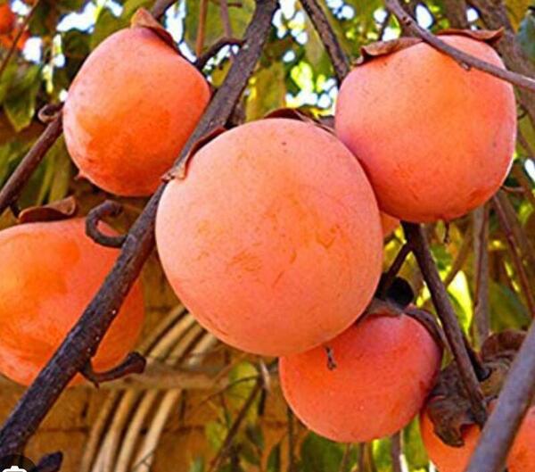 عکس ریشه درخت خرمالو