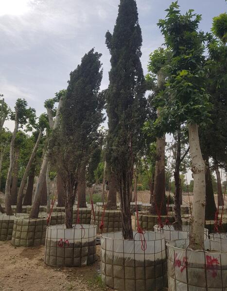 عکس ریشه درخت کاج