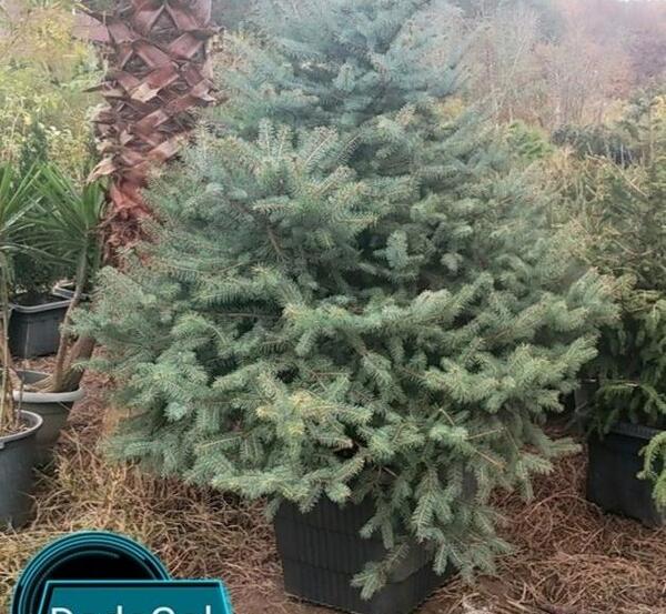 عکس ریشه درخت کاج