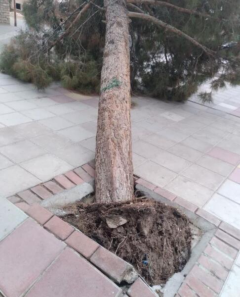 عکس ریشه درخت کاج