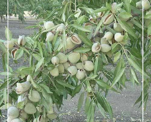 عکس ریشه درخت بادام