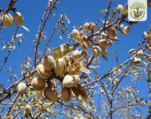 عکس ریشه درخت بادام