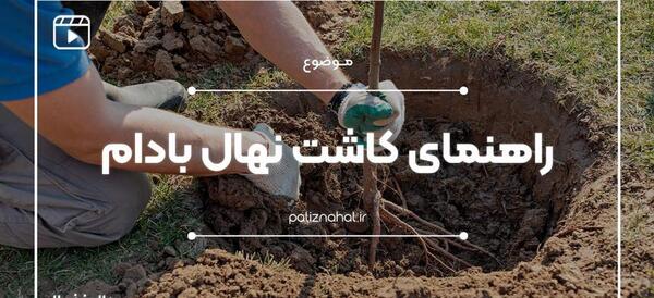 عکس ریشه درخت بادام