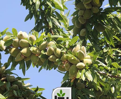 عکس ریشه درخت بادام
