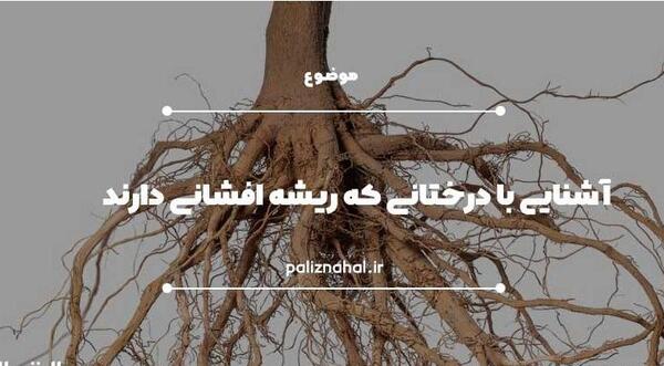 عکس ریشه درخت بادام
