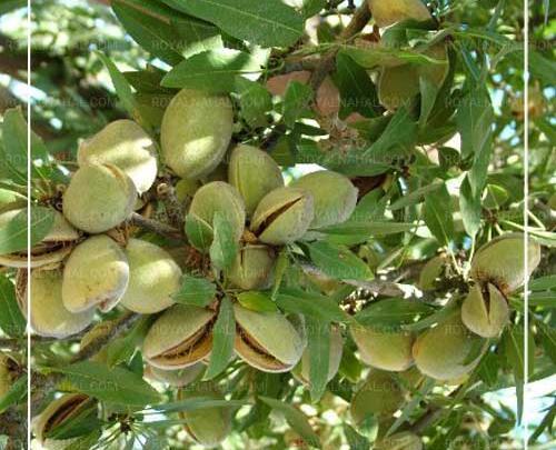 عکس ریشه درخت بادام